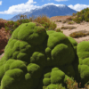 Yareta (Azorella compacta)