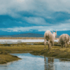 alpacas