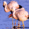 flamencos en salinas