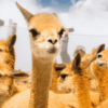 vicuñas en salinas