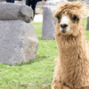 alpaca-camelido-andino-valle-sagrado-peru