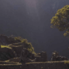 arbol-solitario-y-muros-machu-picchu-cusco