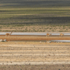 vicuñas