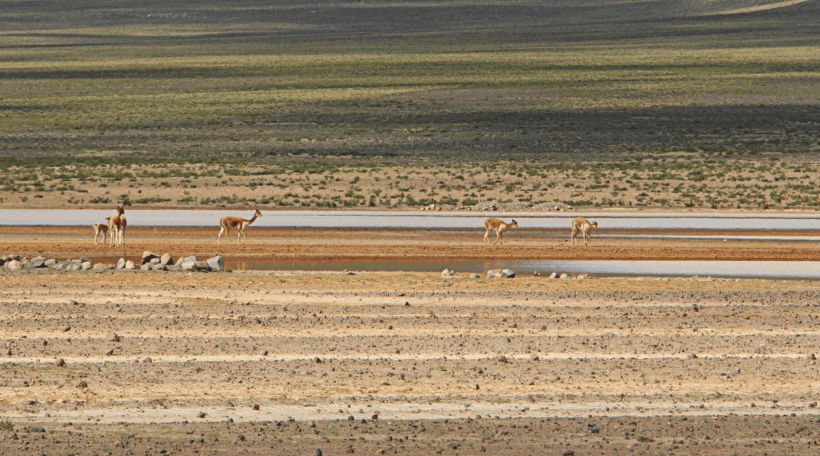 vicuñas