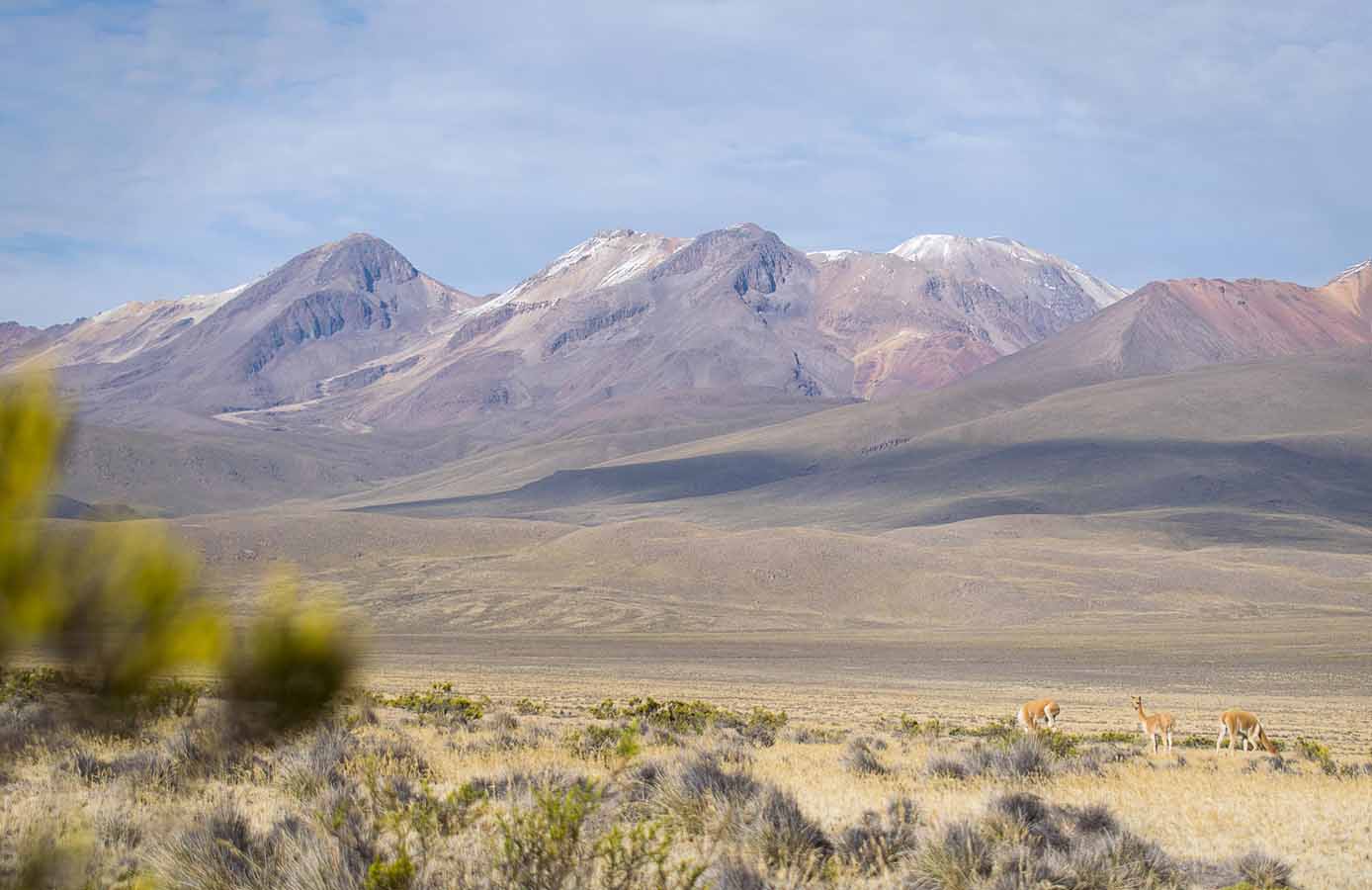 vista de vicuñas en su habitat, ligeramente desertico.