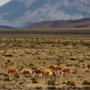 bosque-de-piedras-pampas-canahuas-salinas-catarata-de-pillones