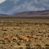 vicuñas en la carretera