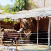 Bares e historia Arequipa-14