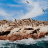 aves-guaneras-lobos-marinos-islas-ballestas-ica