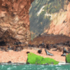 lobos-marinos-islas-ballestas-paracas-ica
