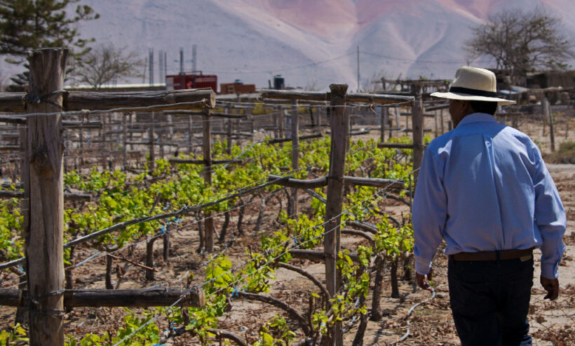 RUTA DEL PISCO TOUR PRIVADO AREQUIPA_ (2)