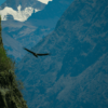 colca valley