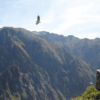 condor en el colca