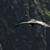 condor en el valle de colca