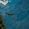 condor-andino-volando-profundidad-canon-del-colca