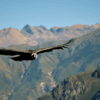 vuelo-del-condor-andino-canon-del-colca