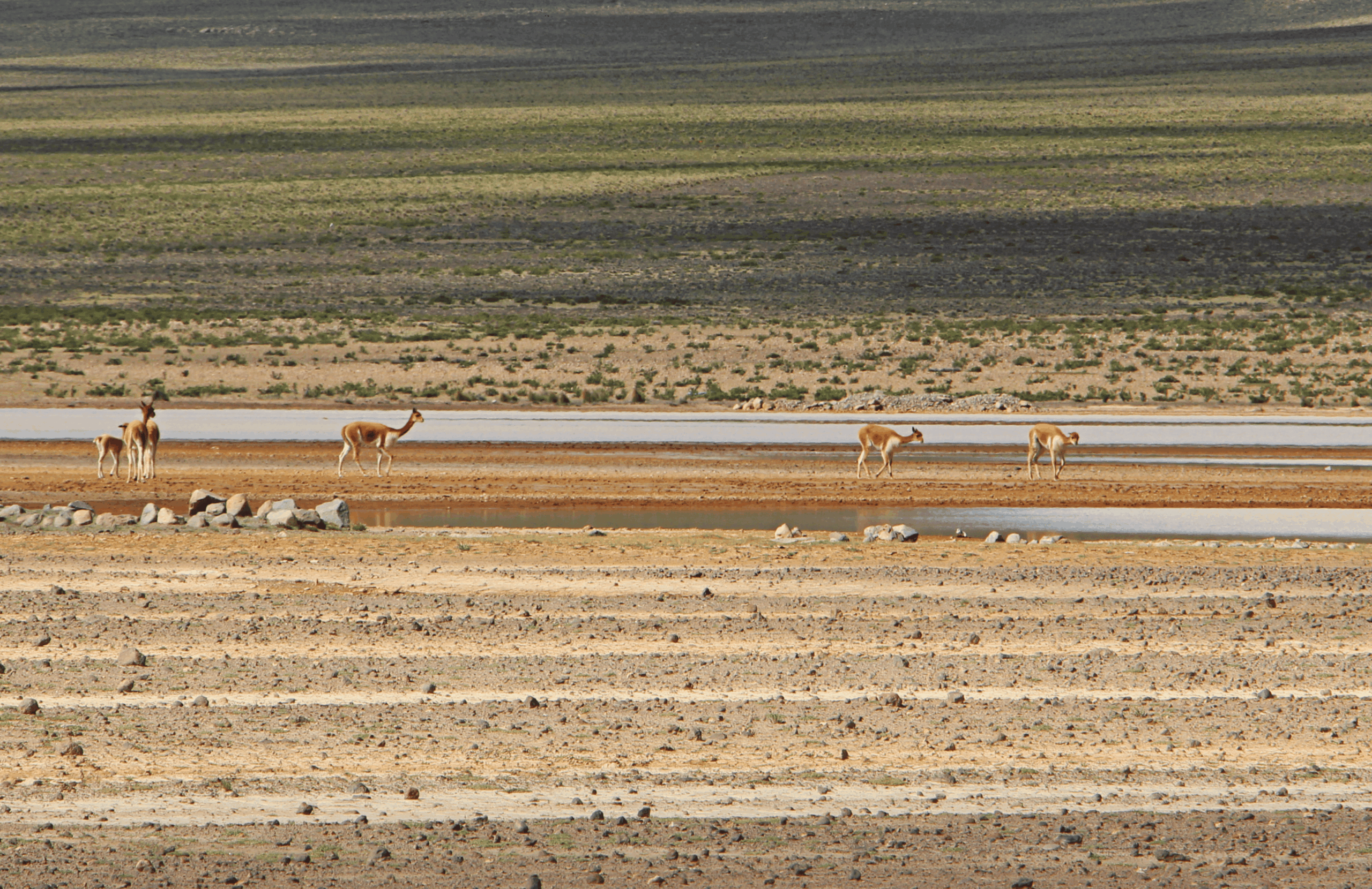 vicuñas salinas
