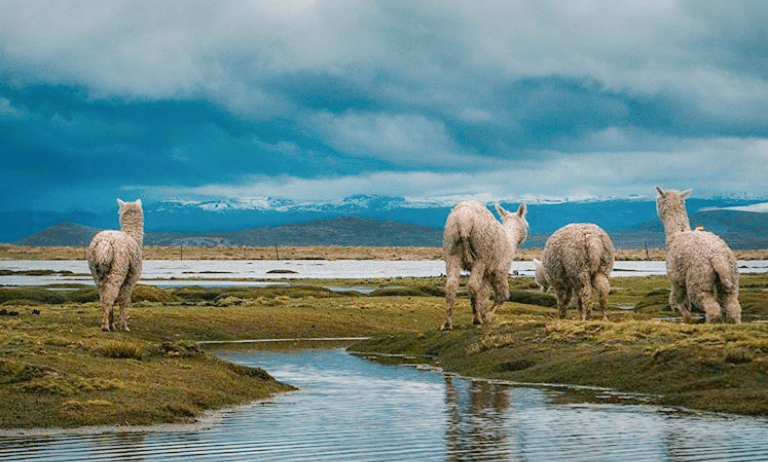 alpacas