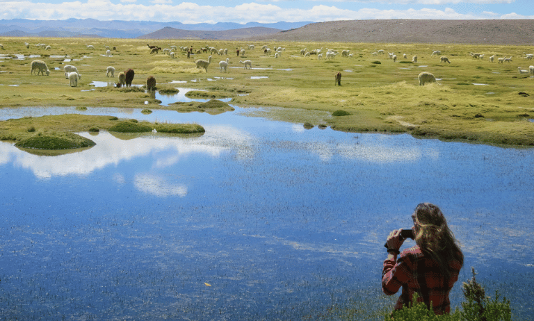 mujer tomando foto a las vicuñas